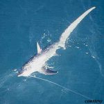 Thresher shark. Photo courtesy NOAA