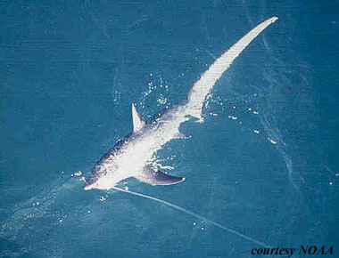 Thresher shark. Photo courtesy NOAA