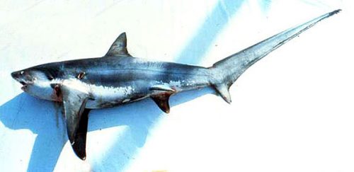 Thresher shark. Photo courtesy National Marine Fisheries Service