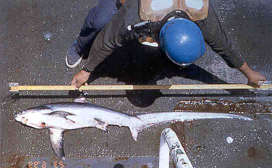 Thresher sharks grow up to a maximum of about 25 feet (760 cm) in length. Photo courtesy NOAA