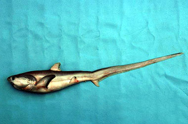 Thresher shark pup. Photo © George Burgess