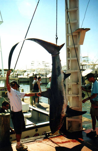 The thresher is considered a game fish in U.S. waters. Photo © Tobey Curtis