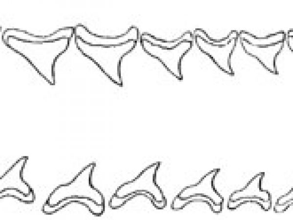 Thresher shark denticles including apical view. Image courtesy Bigelow and Schroeder (1948) FNWA