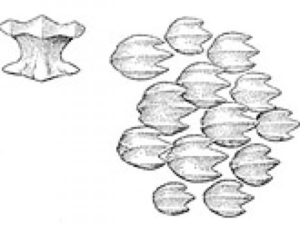 Thresher shark denticles including apical view. Image courtesy Bigelow and Schroeder (1948) FNWA