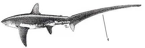 Thresher shark (Alopias vulpinus). Illustration courtesy FAO, Species Identification and Biodata