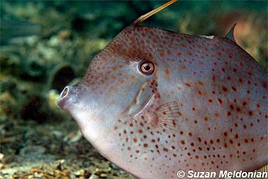 Orange Filefish, Image © Suzan Meldonian