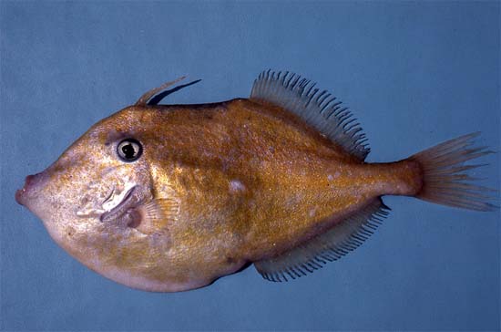Orange filefish, Image © George Burgess