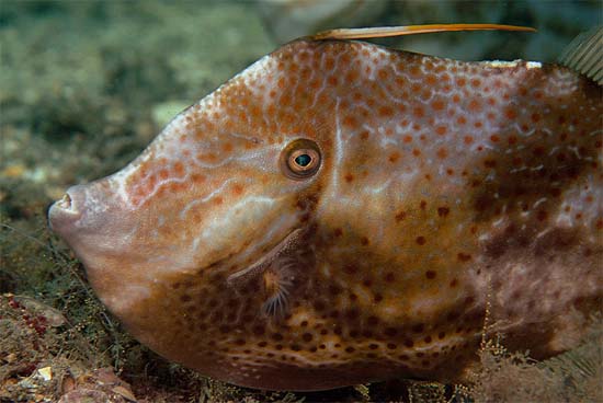 The coloration of the orange filefish is variable, Image © Suzan Meldonian