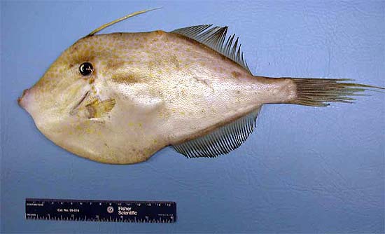 Orange filefish reach a maximum length of 24 inches (TL), Image © George Burgess