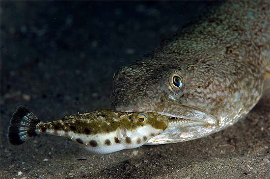 Predators of the orange filefish include the inshore lizardfish, Image © David Snyder