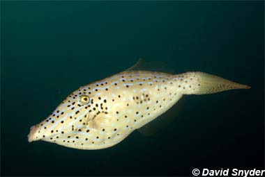 Scrawled Filefish. Image © David Snyder