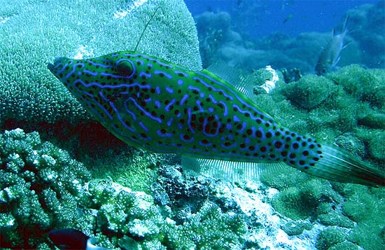 Scrawled filefish live in subtropical waters. Image © Brian Donahue