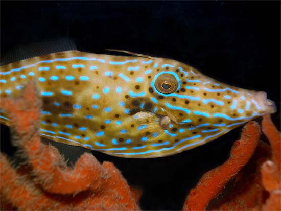 Scrawled filefish coloration varies from olive brown to gray with blue spots and lines and black spots. Image © Judy TownsendScrawled filefish coloration varies from olive brown to gray with blue spots and lines and black spots. Image © Judy Townsend