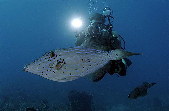 Divers often observe the slow-moving scrawled filefish during their diving activities making it a popular species to photograph. Image © Joe Marino