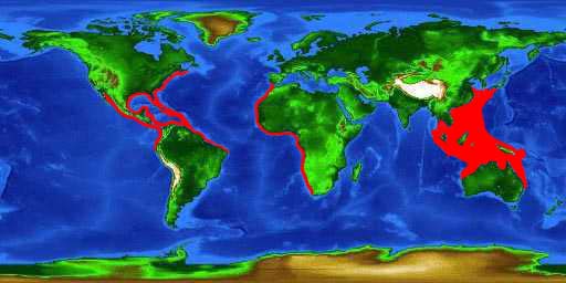 World distribution map for the scrawled filefish