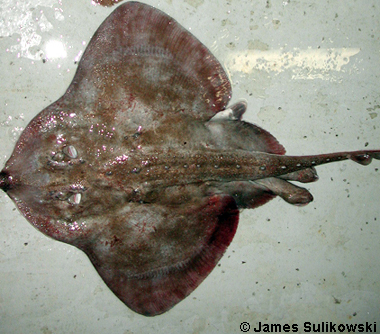 Thorny skate. Photo © James Sulikowski