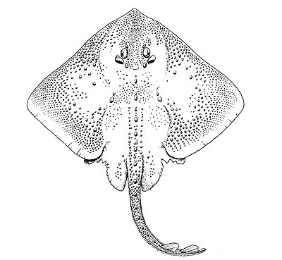 Thorny skate. Image courtesy NOAA