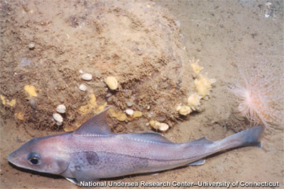 Haddock (Melanogrammus aeglefinus) is closely related to the cod. It is distinguished by the black "thumbprint" found on each side of its body. Photo courtesy National Undersea Research Center/NOAA