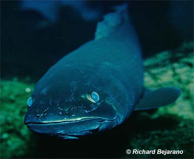 Bowfin. Photo © Richard Bejarano