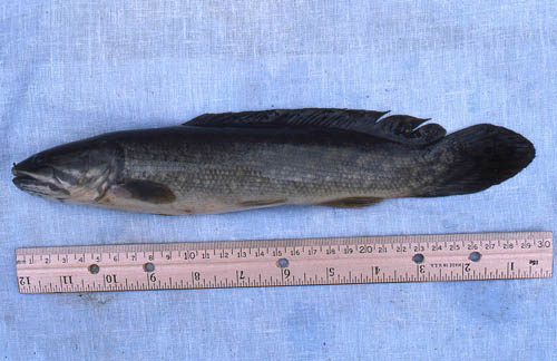 Bowfins are olive-colored with dark mottling along the body with a lighter belly. Photo © George Burgess