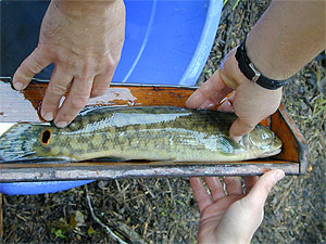 Bowfin reach lengths of 30 inches (75 cm). Photo courtesy National Park Service