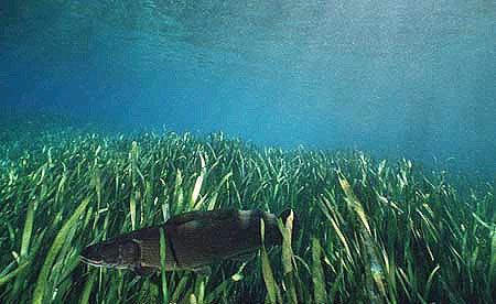 Bowfin over grass beds in the Rainbow River, Florida. Photo © Doug Perrine