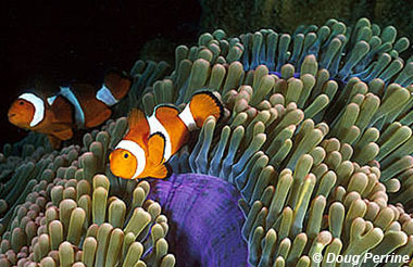 Clown anemonefish. Image © Doug Perrine