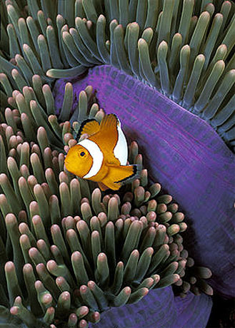 Clown anemonefish. Image © Doug Perrine