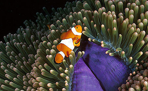 Clown anemonefish are orange with three white bands outlined in thin black lines. Image © Doug Perrine