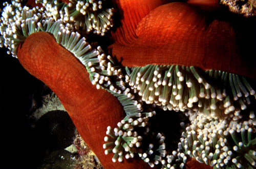 Clown anemonefish form symbiotic associations with anemones including this Heteractis magnifica. Image © George Ryschkewitsch