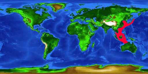 World distribution map for the clown anemonefish