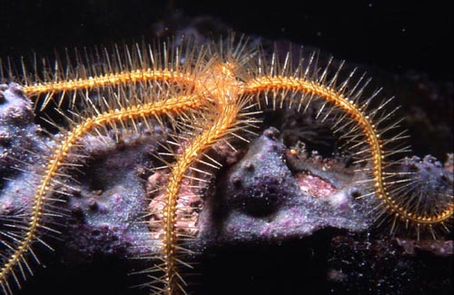 Brittle stars prey upon the eggs of the clown anemonefish. Image © Rachel Graham