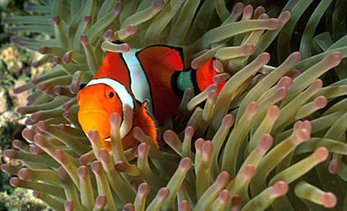 Clown anemonefish closely resemble the orange clownfish (A. percula) as pictured above. Image © Doug Perrine