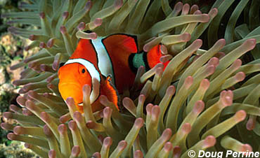 Orange Clownfish. Image © Doug Perrine