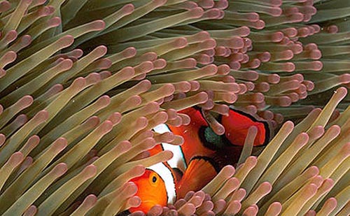 Orange clownfish form symbiotic associations with anemones. Image © Doug Perrine