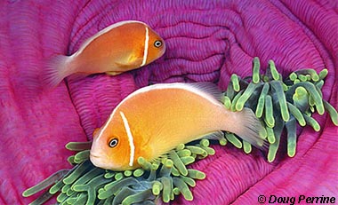 Pink anemonefish. Photo © Doug Perrine