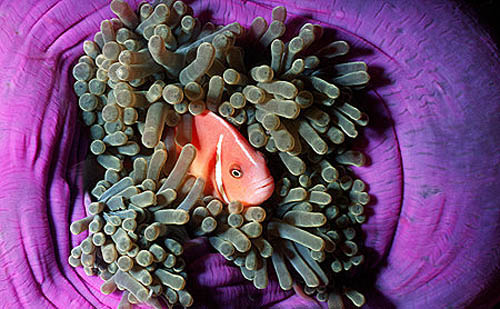 Pink anemonefish primarily inhabit the magnificent sea anemone Heteractis magniica, Image © Doug Perrine