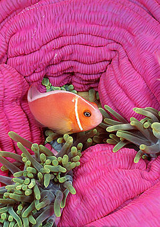 Pink anemonefish. Photo © Doug Perrine