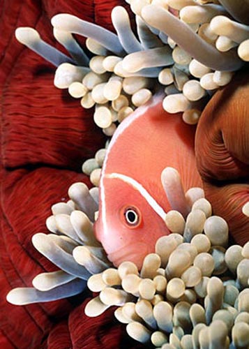 Pink anemonefish from Papua New Guinea. Photo © Doug Perrine