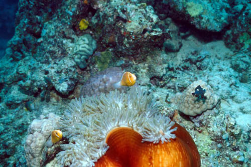 Pink anemonefish in waters off of Fiji. Photo © Klaus Jost