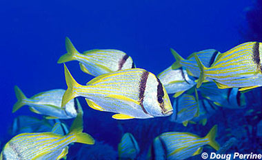 Porkfish. Photo © Doug Perrine