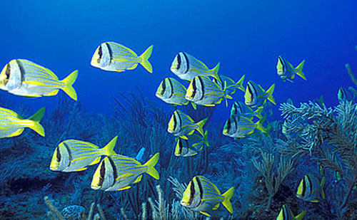 Porkfish schooling over a reef. Photo © Doug Perrine