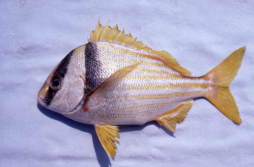 Porkfish. Photo © George Burgess