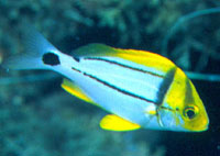 Juvenile porkfish coloration. Photo © Luiz Rocha