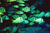 Porkfish are easily approached by divers. Photo courtesy National Park Service