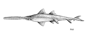 Knifetooth sawfish. Image courtesy FAO