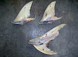 Knifetooth sawfish fins at a market in the Indo-West Pacific region. Image courtesy Matthew McDavitt