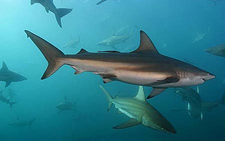 Copper sharks (Carcharhinus brachyurus) are likely predators of the knifetooth sawfish. Image © Doug Perrine