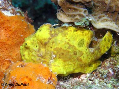 Longlure frogfish. Photo © Anne DuPont