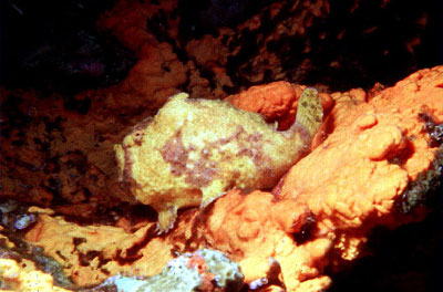 The color of the longlure frogfish is highly variable, ranging from pale yellow to reddish brown. Photo © George Ryschkewitsch